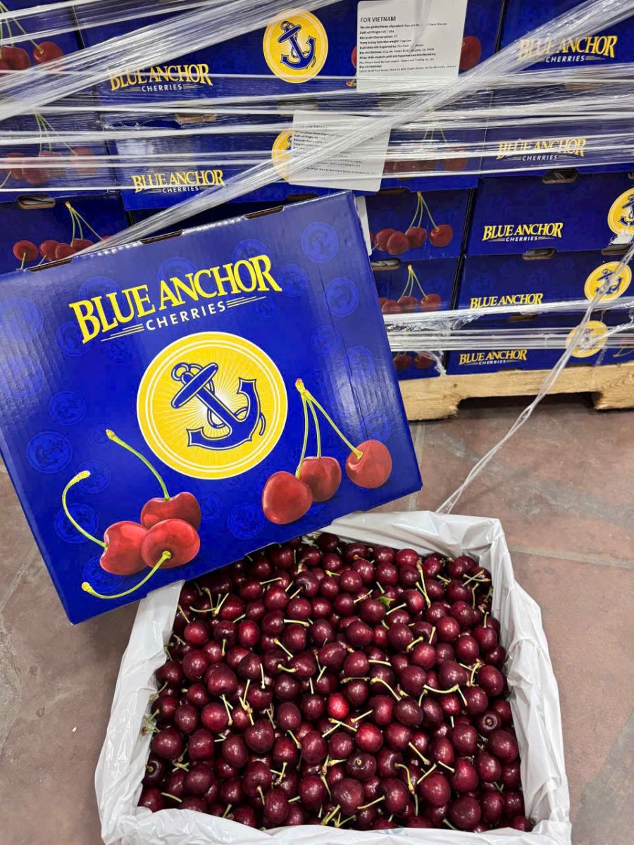 Cherry Mỹ đầu mùa